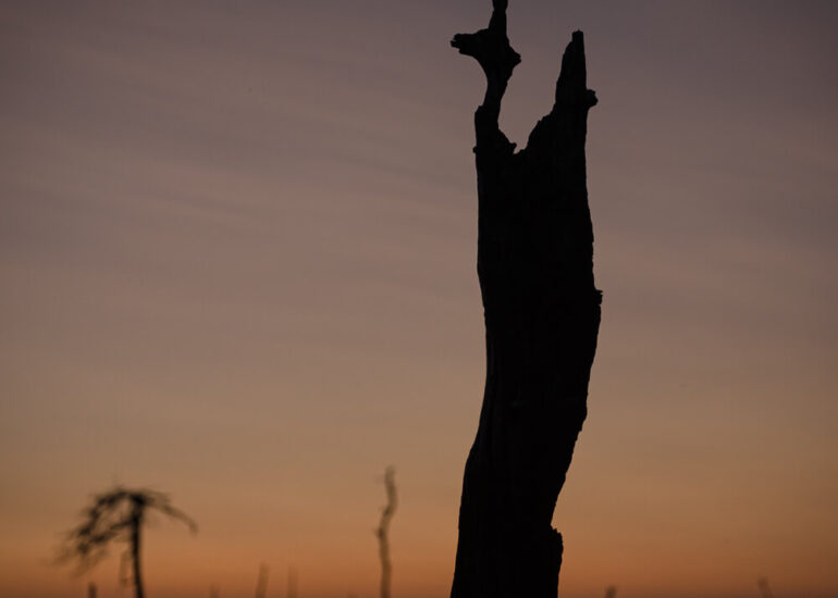 Photographie artistique arbres Frédéric Samoy-1