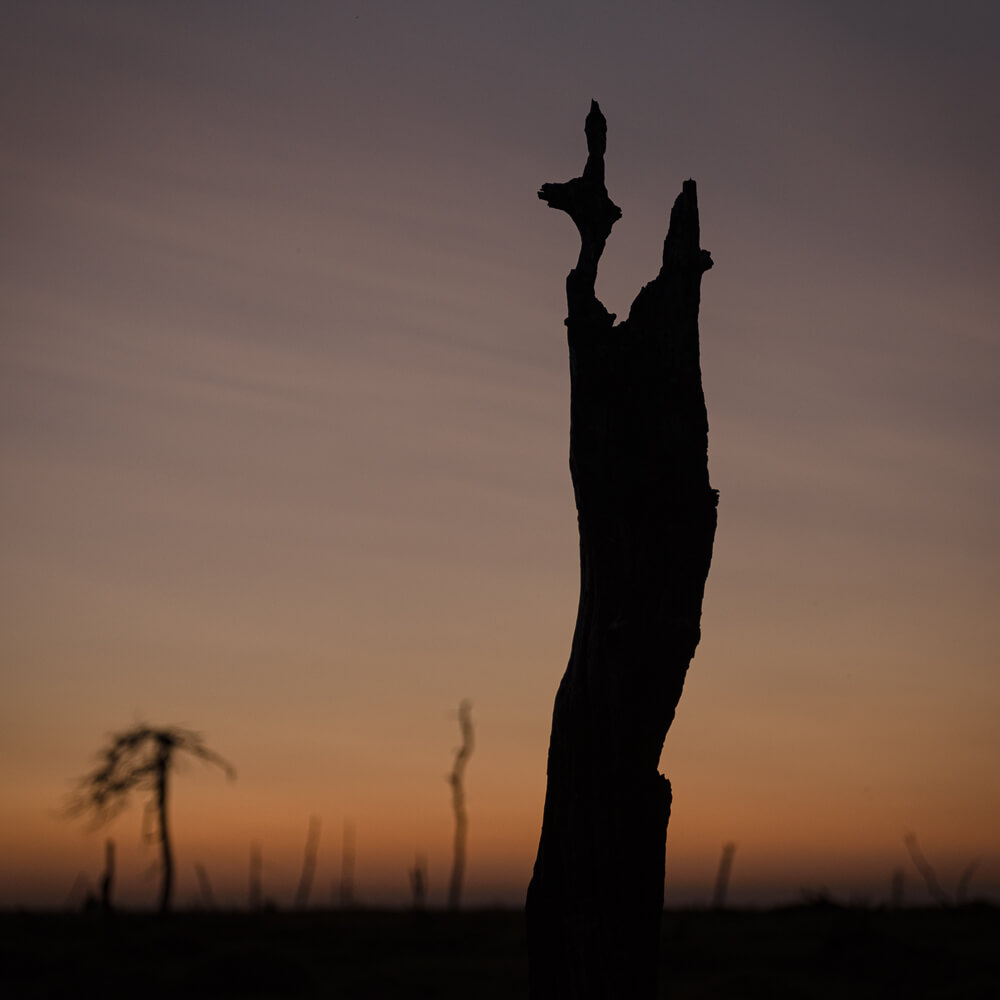 Histoires d'arbres