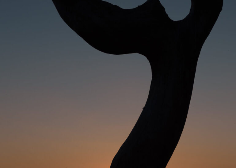 Photographie artistique arbres Frédéric Samoy-2