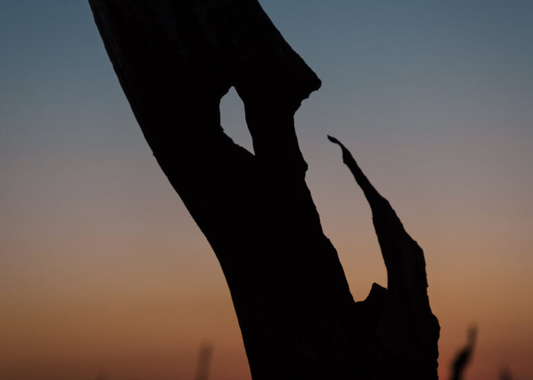 Photographie artistique arbres Frédéric Samoy-3