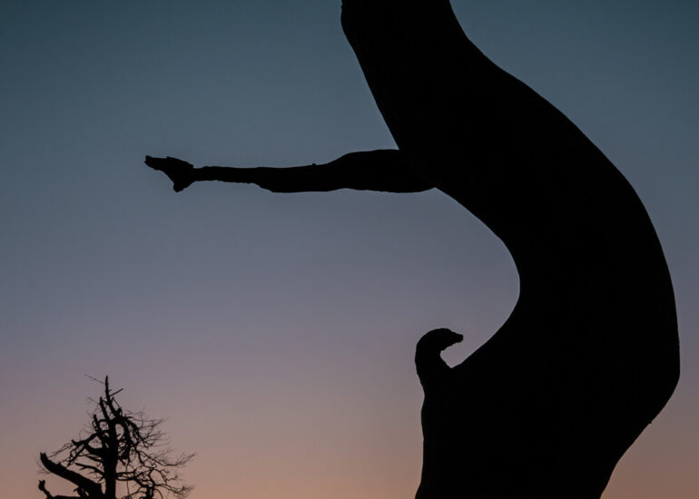 Photographie artistique arbres Frédéric Samoy-4
