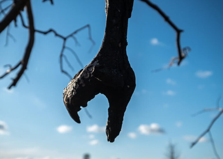Photographie artistique arbres Frédéric Samoy-5