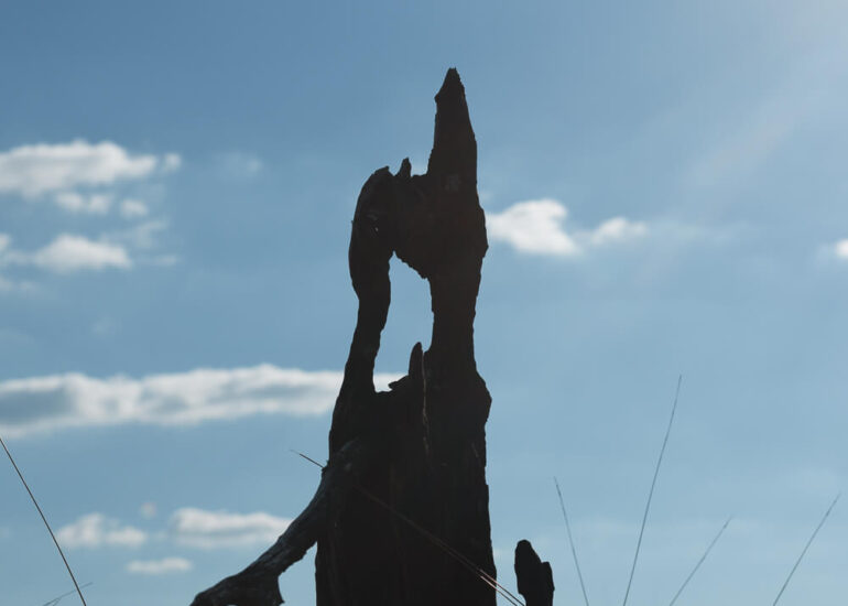 Photographie artistique arbres Frédéric Samoy-6