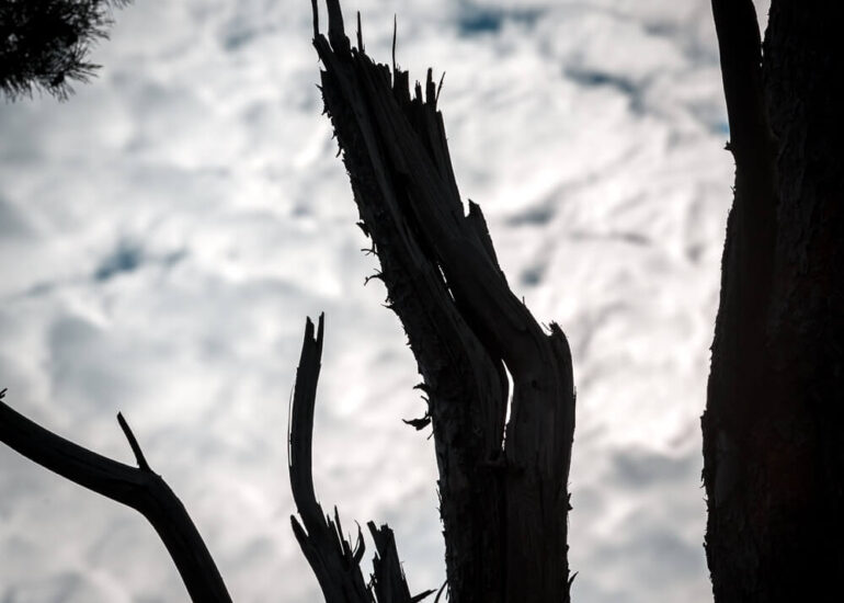 Photographie artistique arbres Frédéric Samoy-7