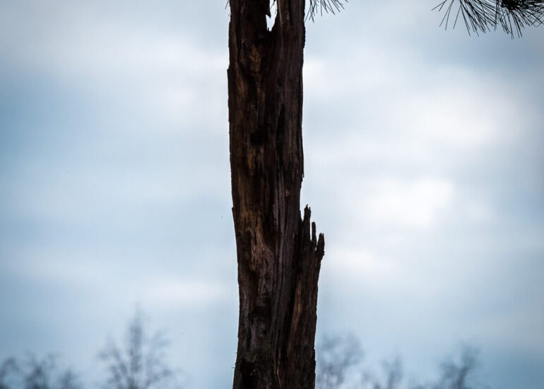 Photographie artistique arbres Frédéric Samoy-8